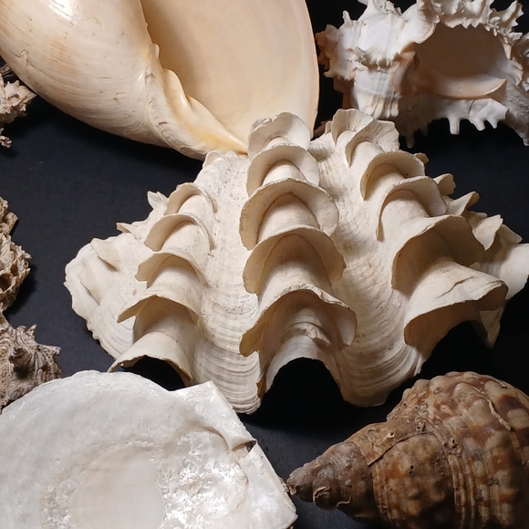 Iridescent Abalone Shell - Picture 7 of 15